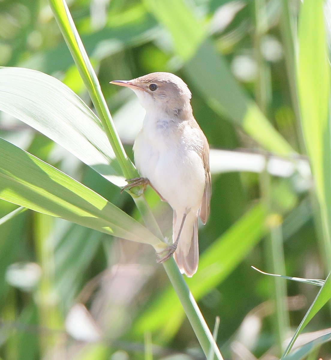 Common Reed Warbler - ML640798797