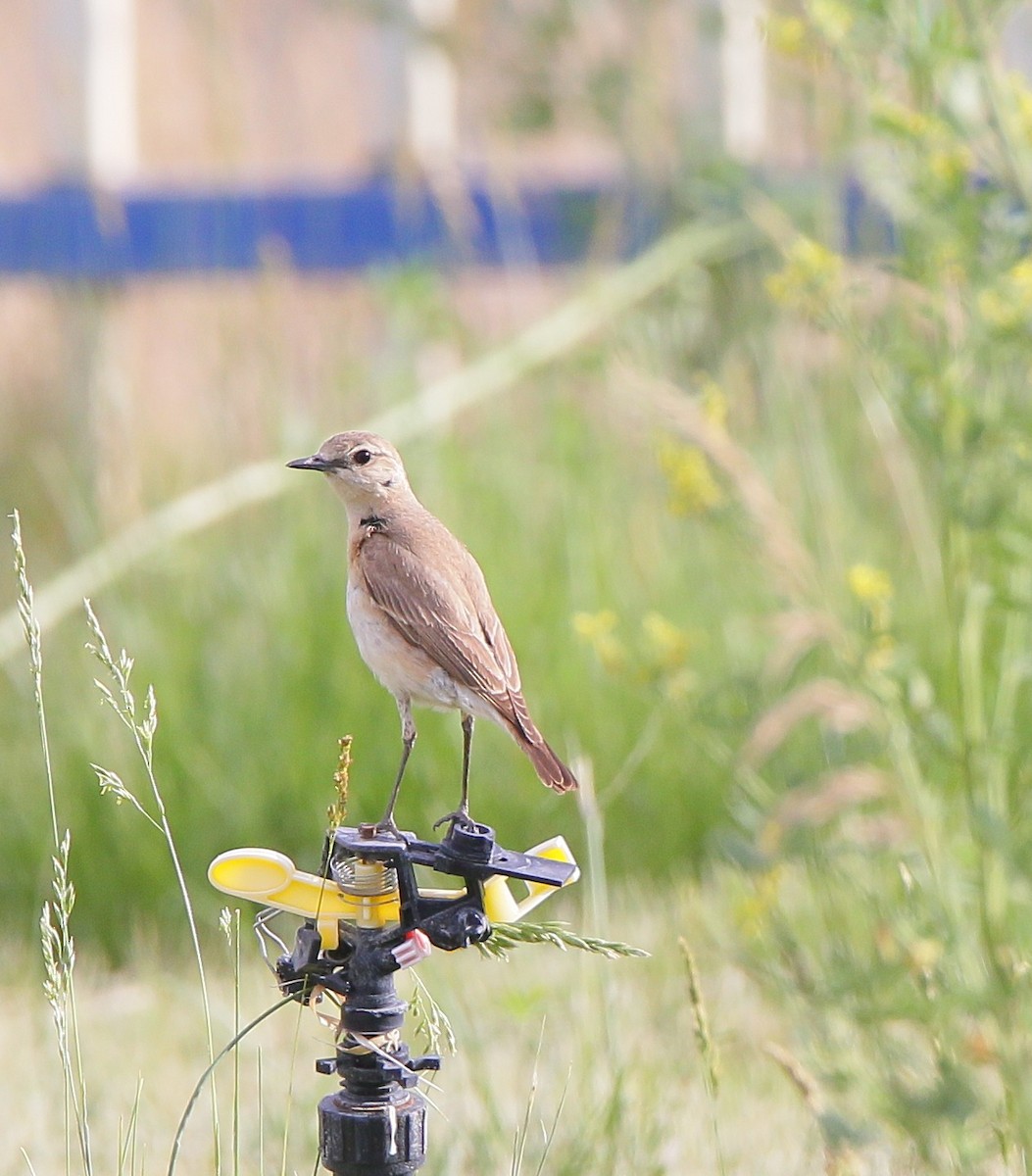 Isabelline Wheatear - ML640798821