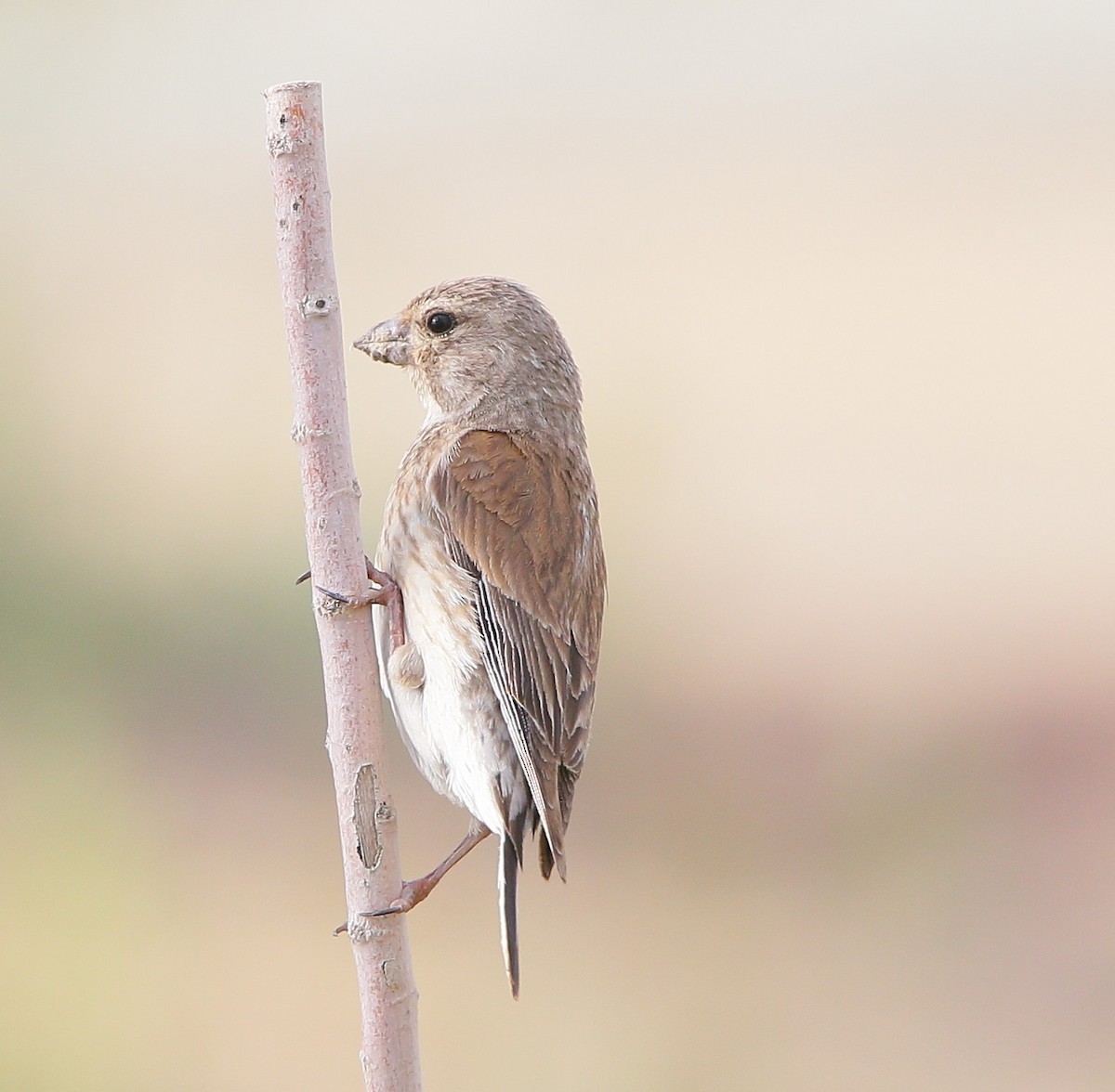 Eurasian Linnet - ML640798838