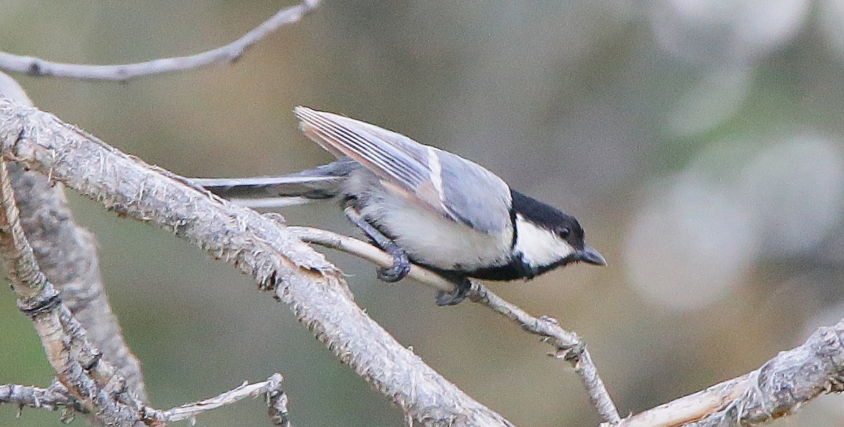 Great Tit (Turkestan) - ML640798857