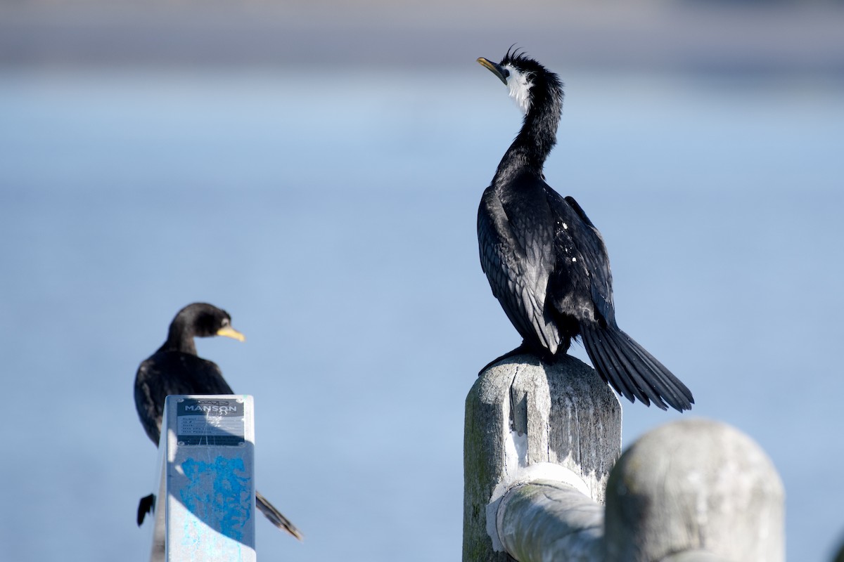 Little Pied Cormorant - ML640798894