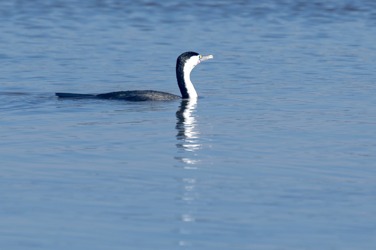 Pied Cormorant - ML640798898