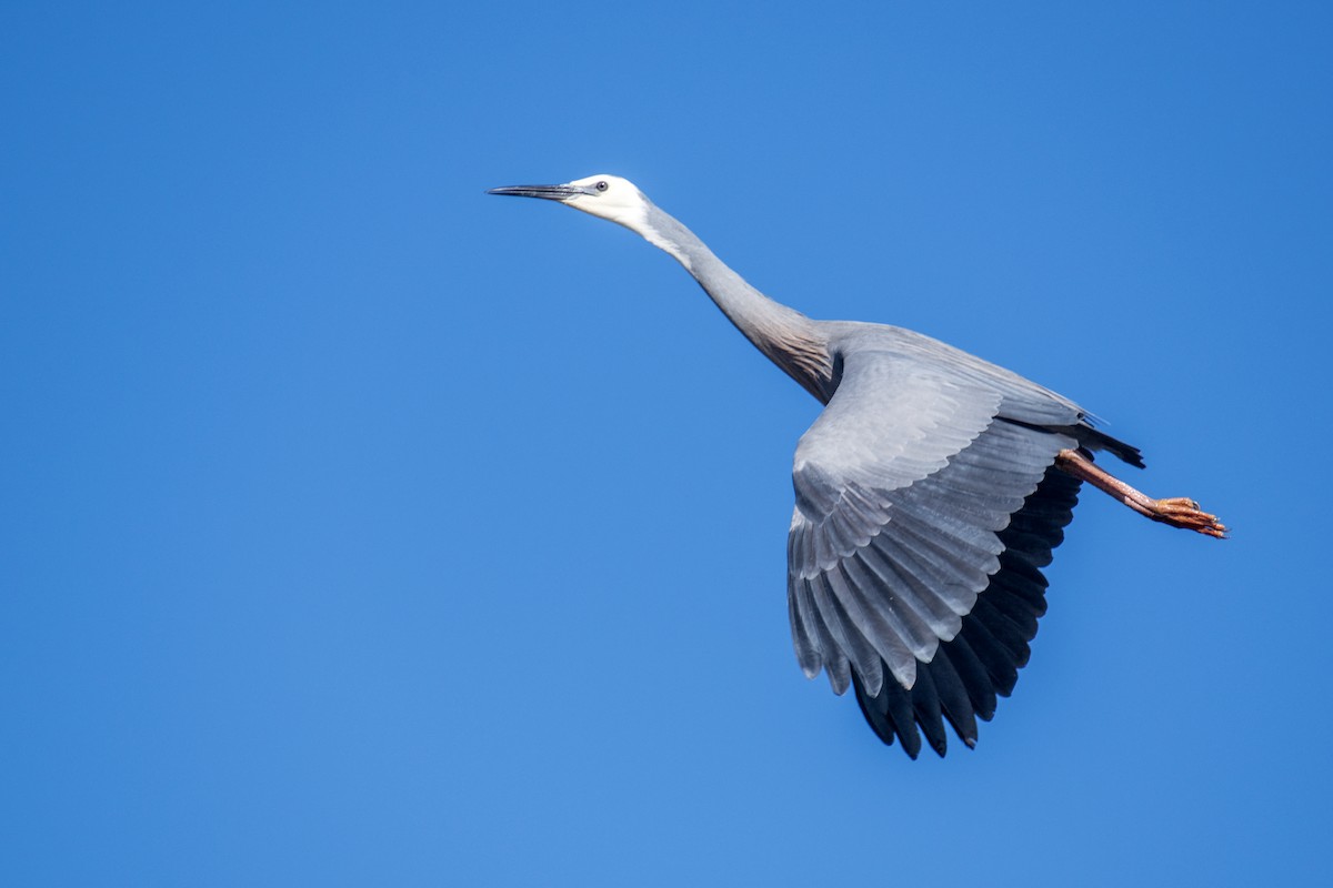 White-faced Heron - ML640798902