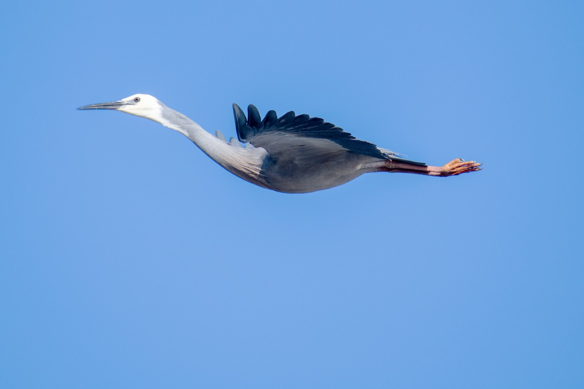 White-faced Heron - ML640798903