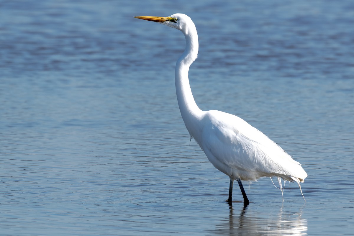 Great Egret - ML640798916
