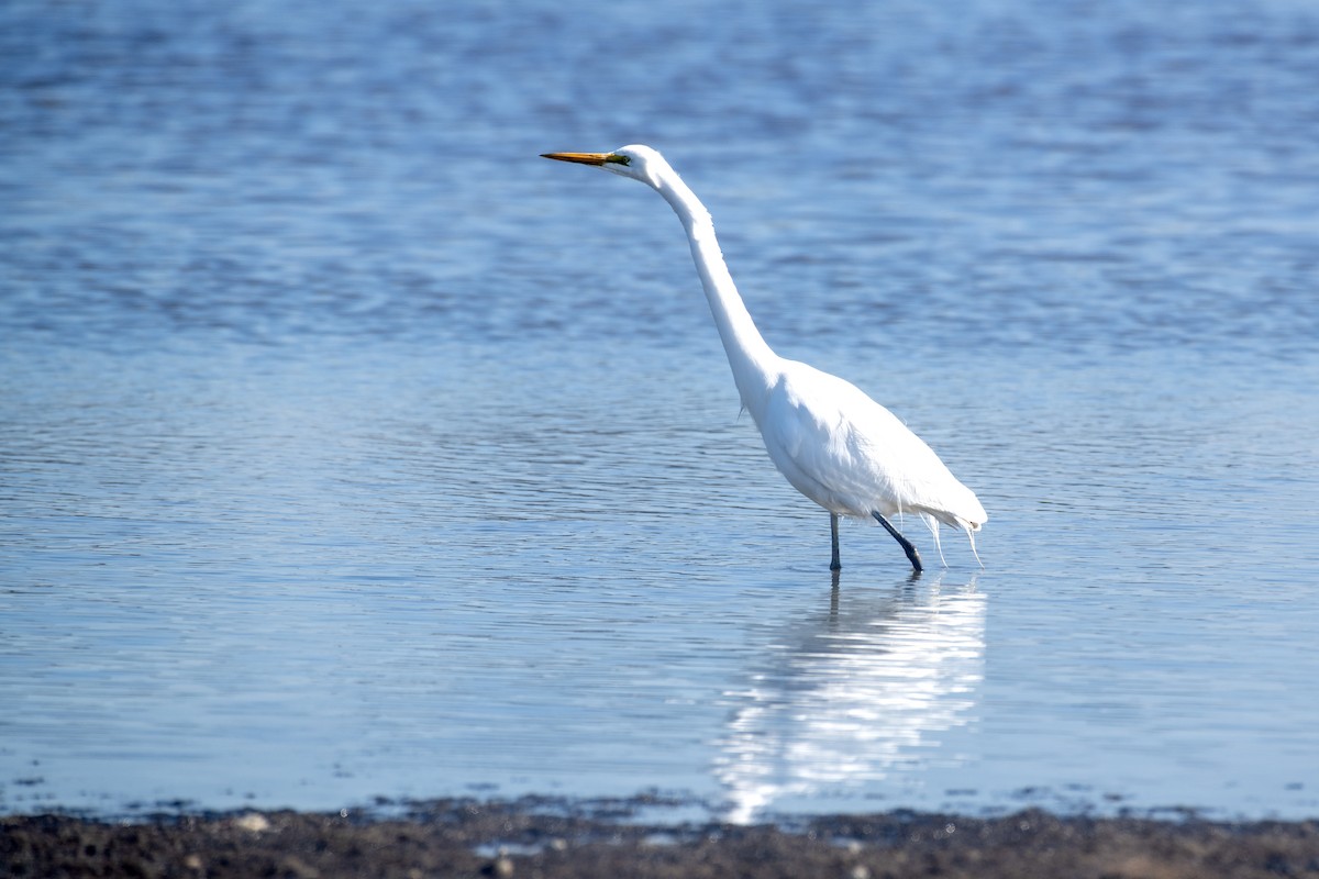 Great Egret - ML640798917