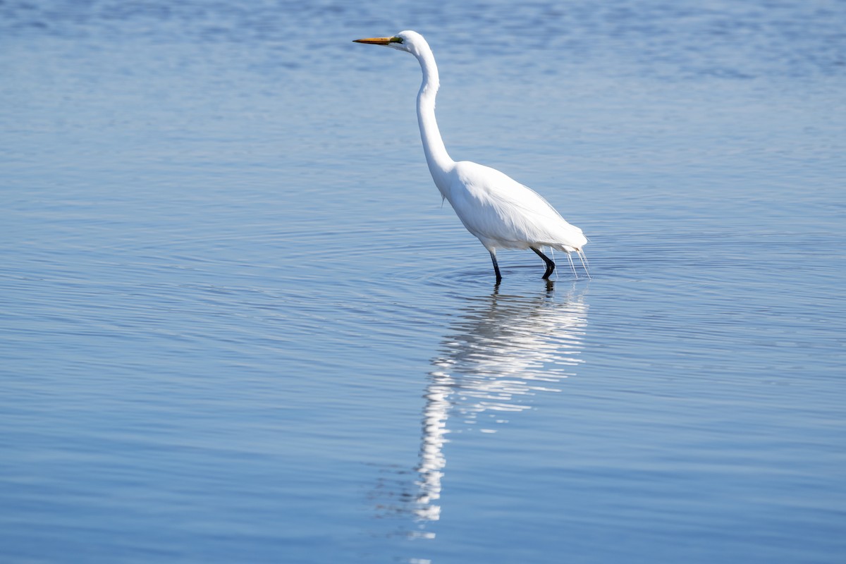 Great Egret - ML640798918