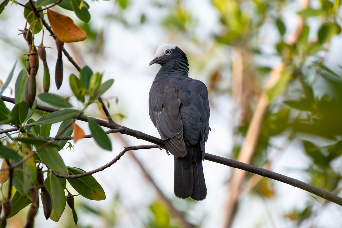 White-crowned Pigeon - ML640798930