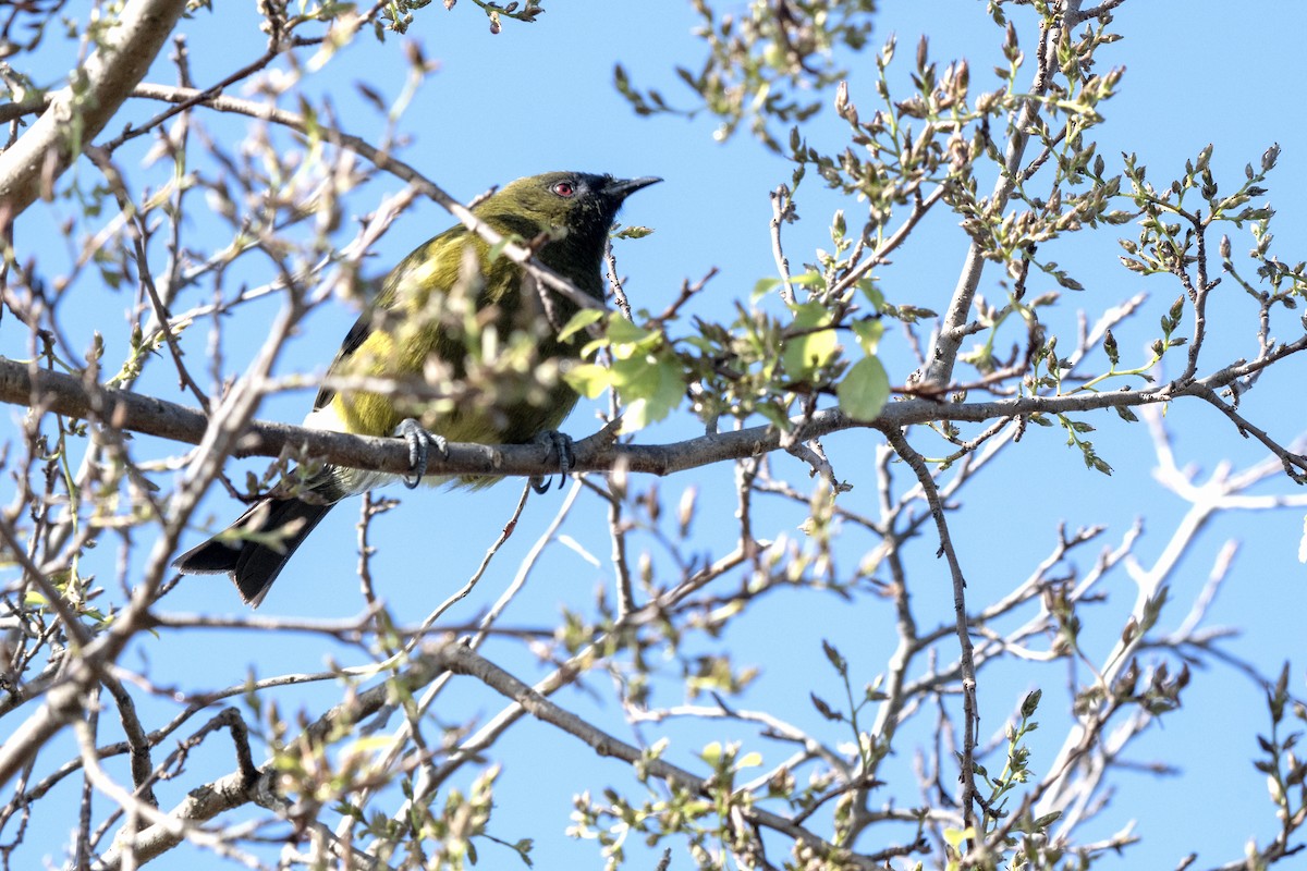 New Zealand Bellbird - ML640798953