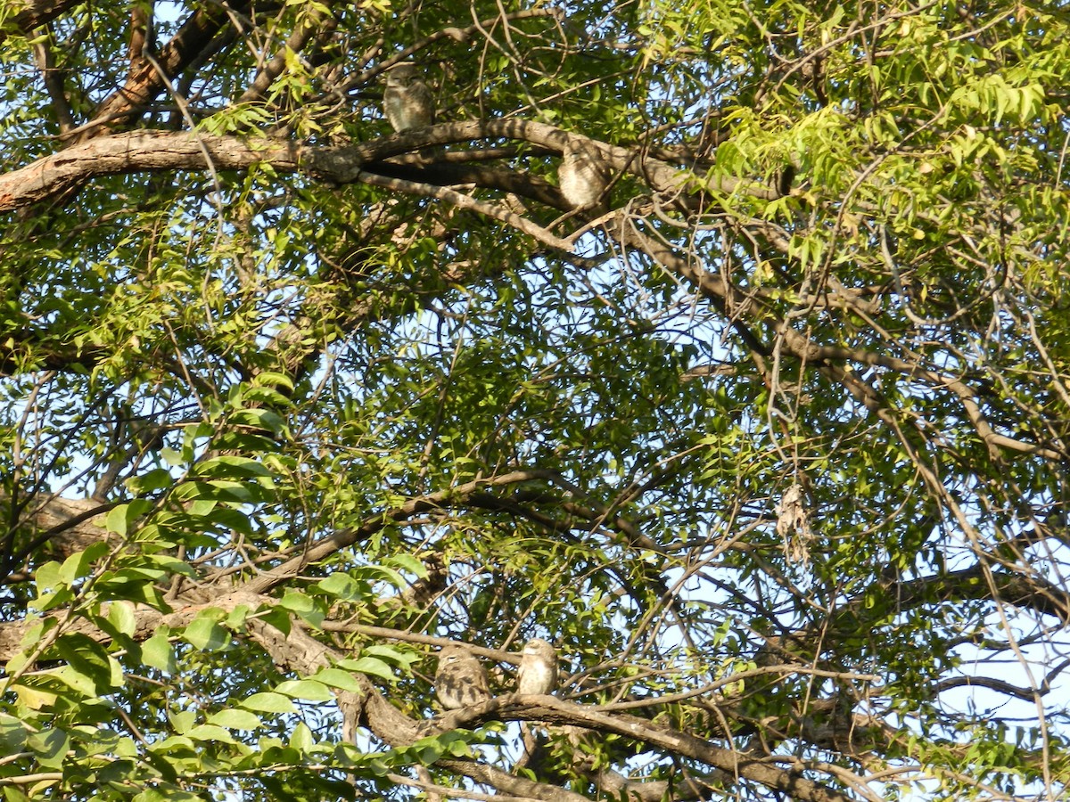 Spotted Owlet - ML640798975