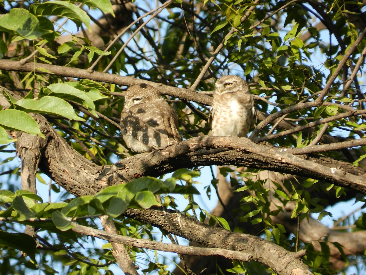 Spotted Owlet - ML640798976
