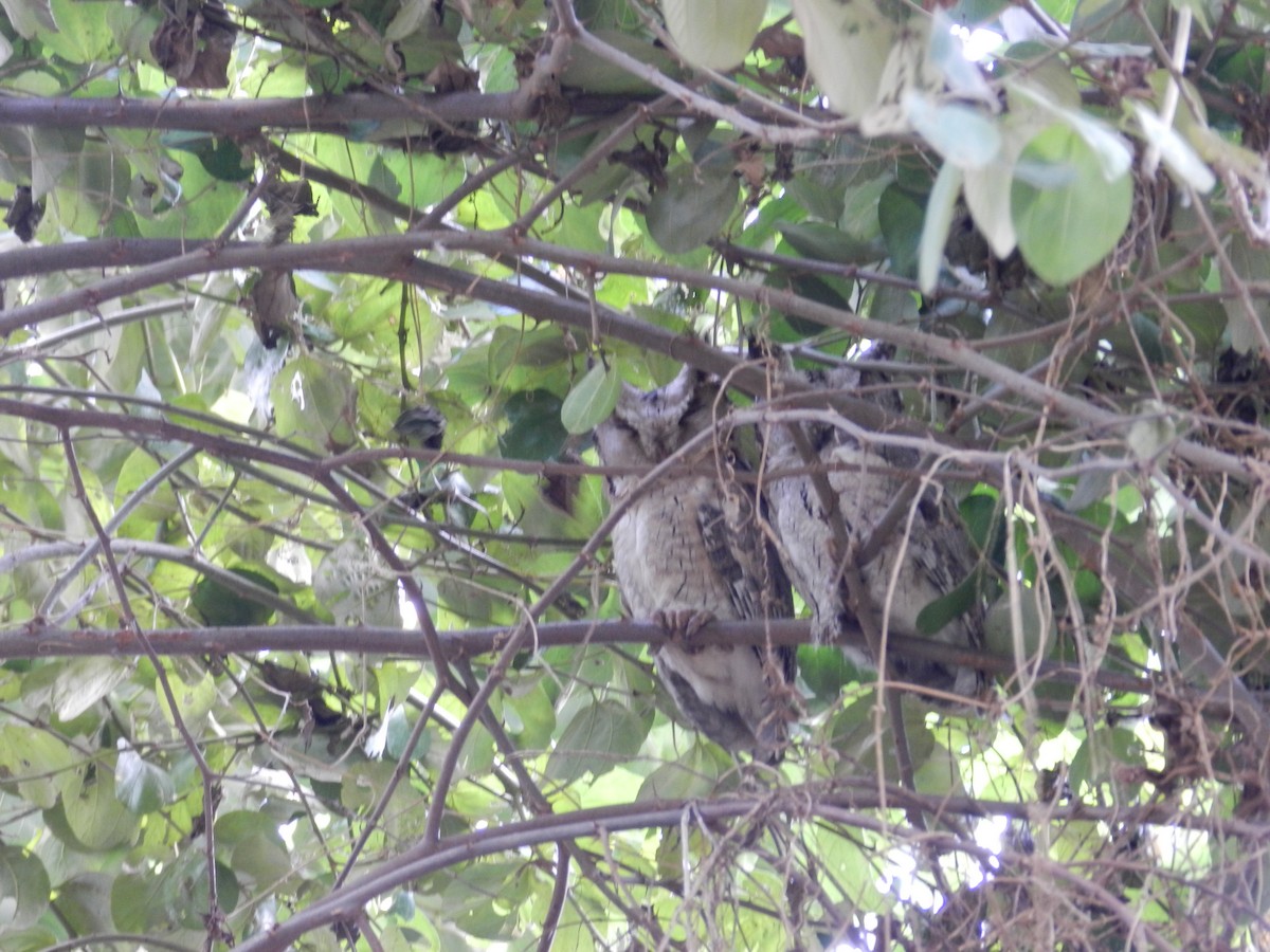 Indian Scops-Owl - ML640798978
