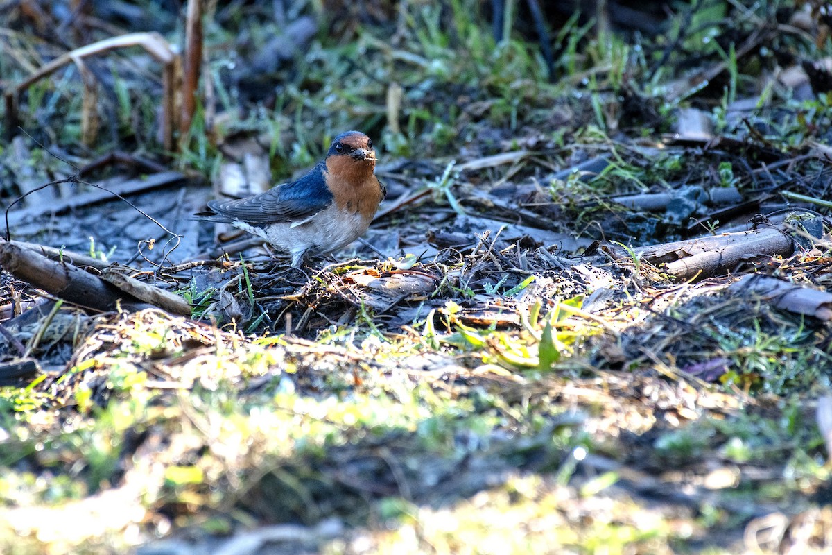 Welcome Swallow - ML640798987