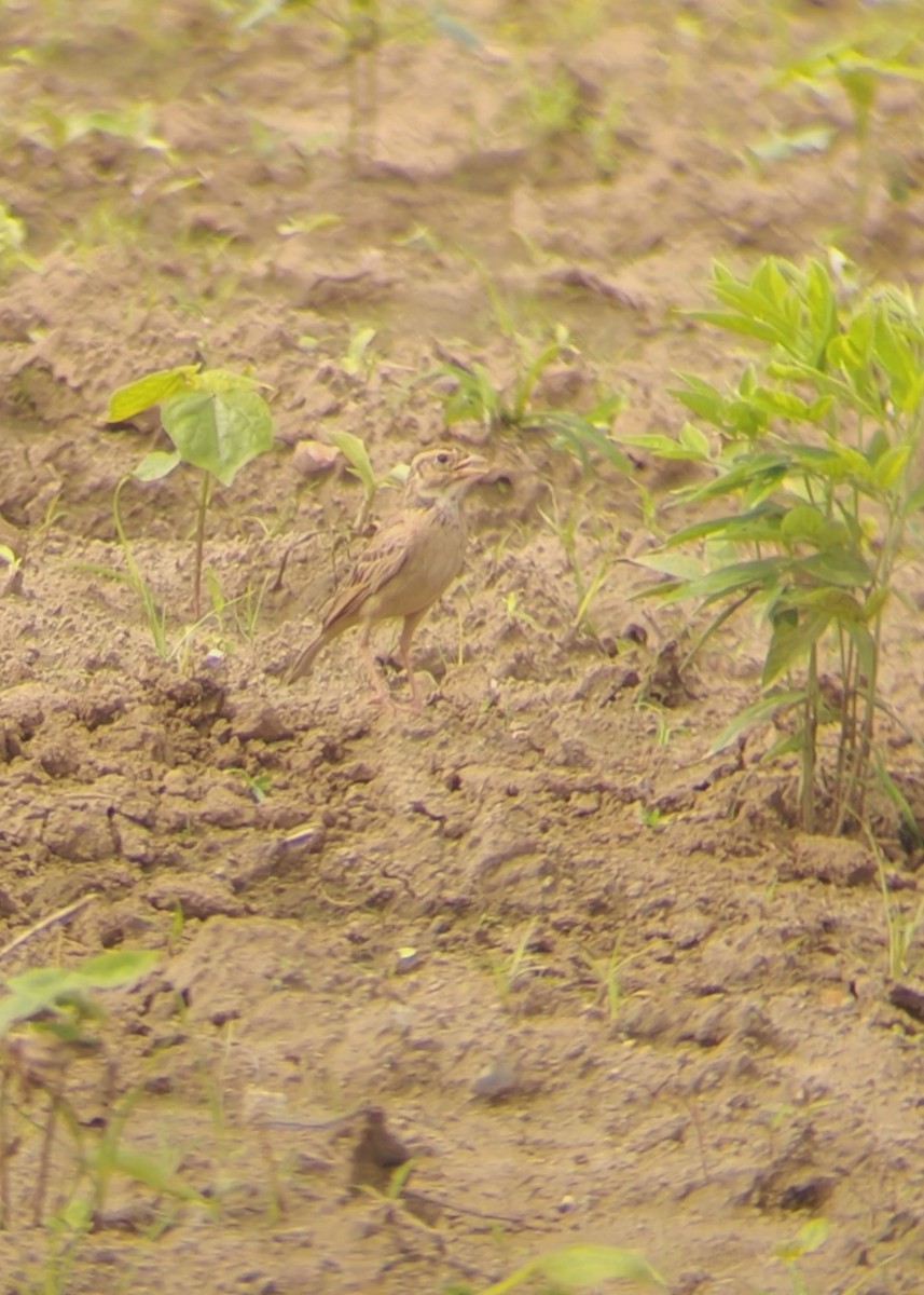 Singing Bushlark - ML640799086