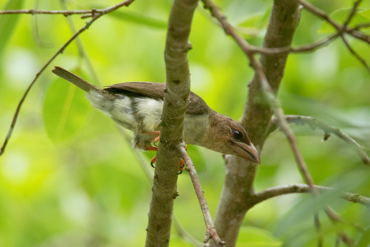 Sooty Barbet - Ayuwat Jearwattanakanok