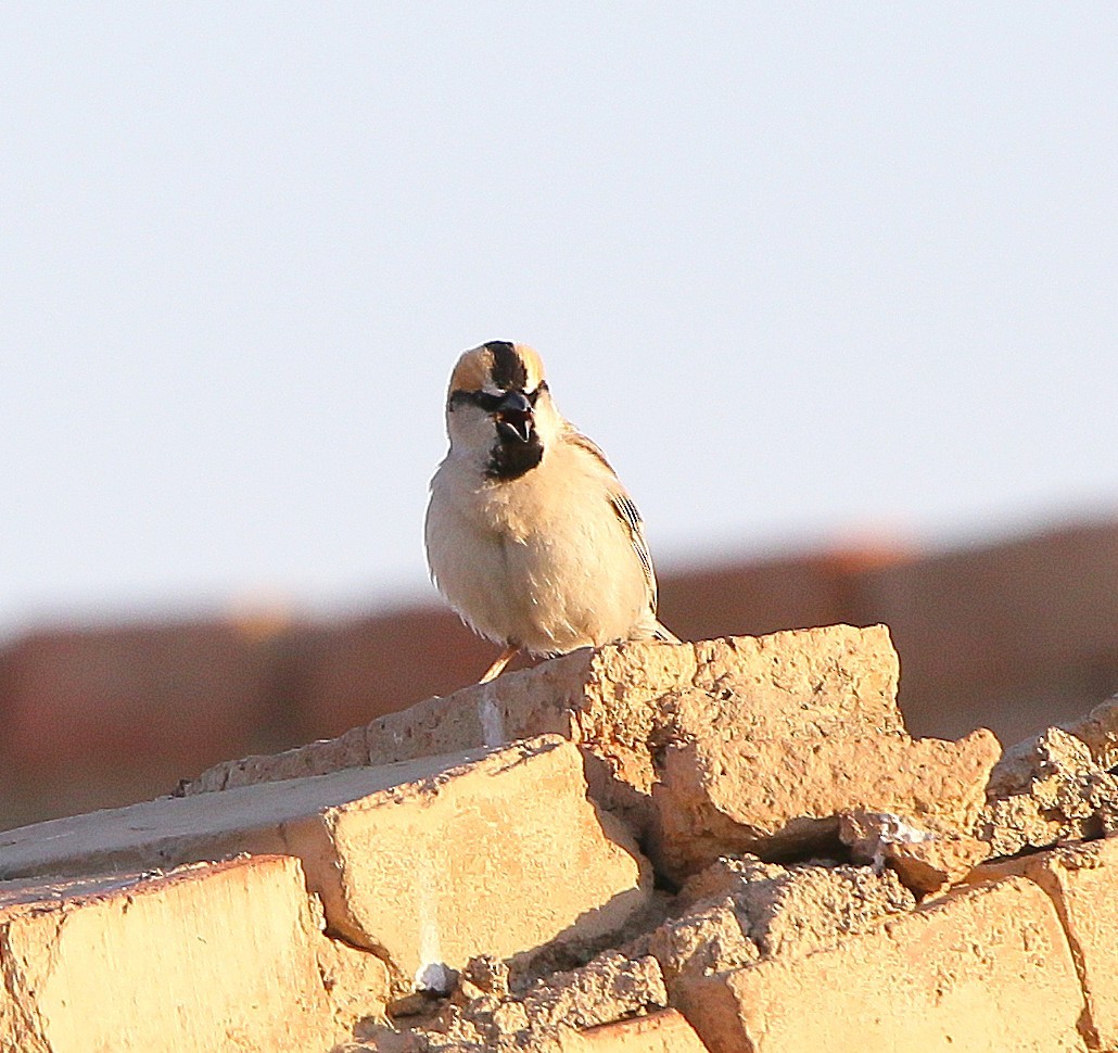 Saxaul Sparrow - ML640799116