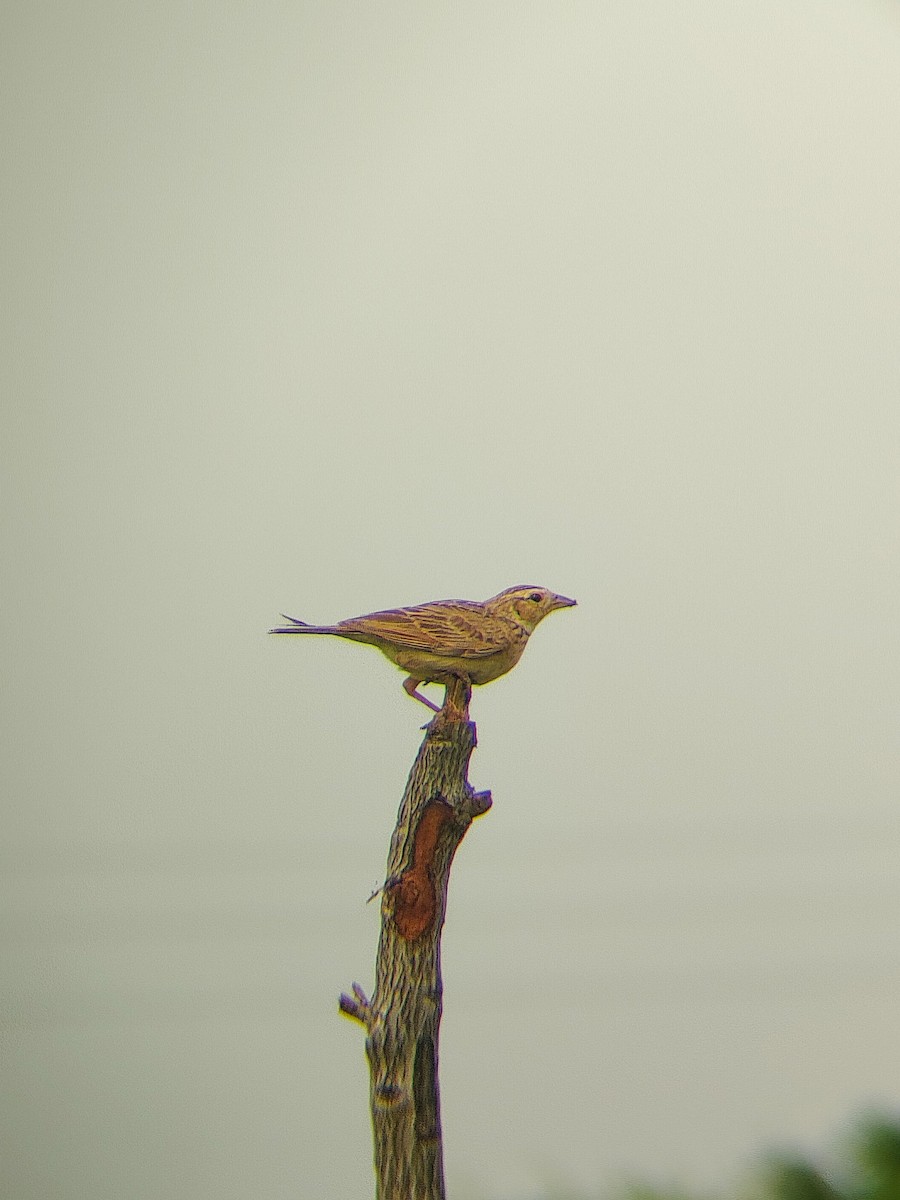 Singing Bushlark - ML640799118