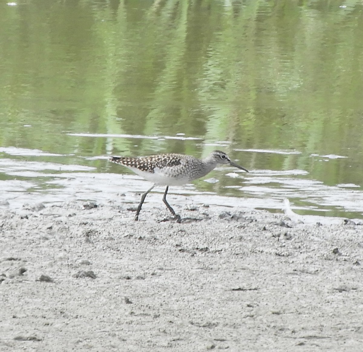 Wood Sandpiper - ML640799133