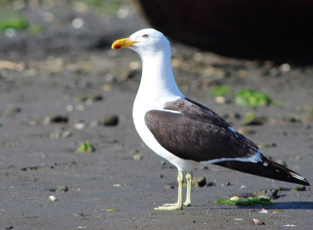 Kelp Gull - ML640799171