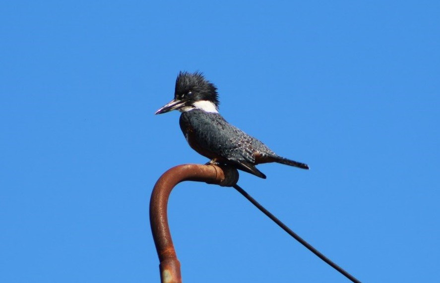 Ringed Kingfisher - ML640799186