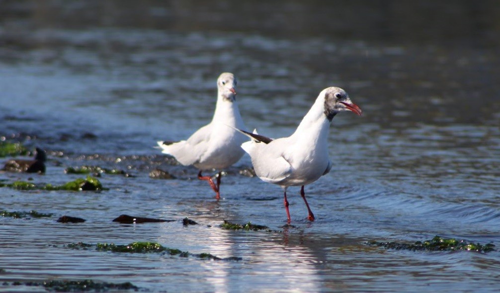 Brown-hooded Gull - ML640799205