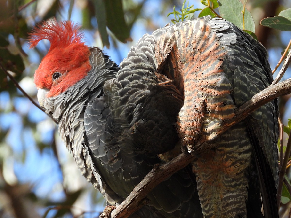 Gang-gang Cockatoo - ML640799308