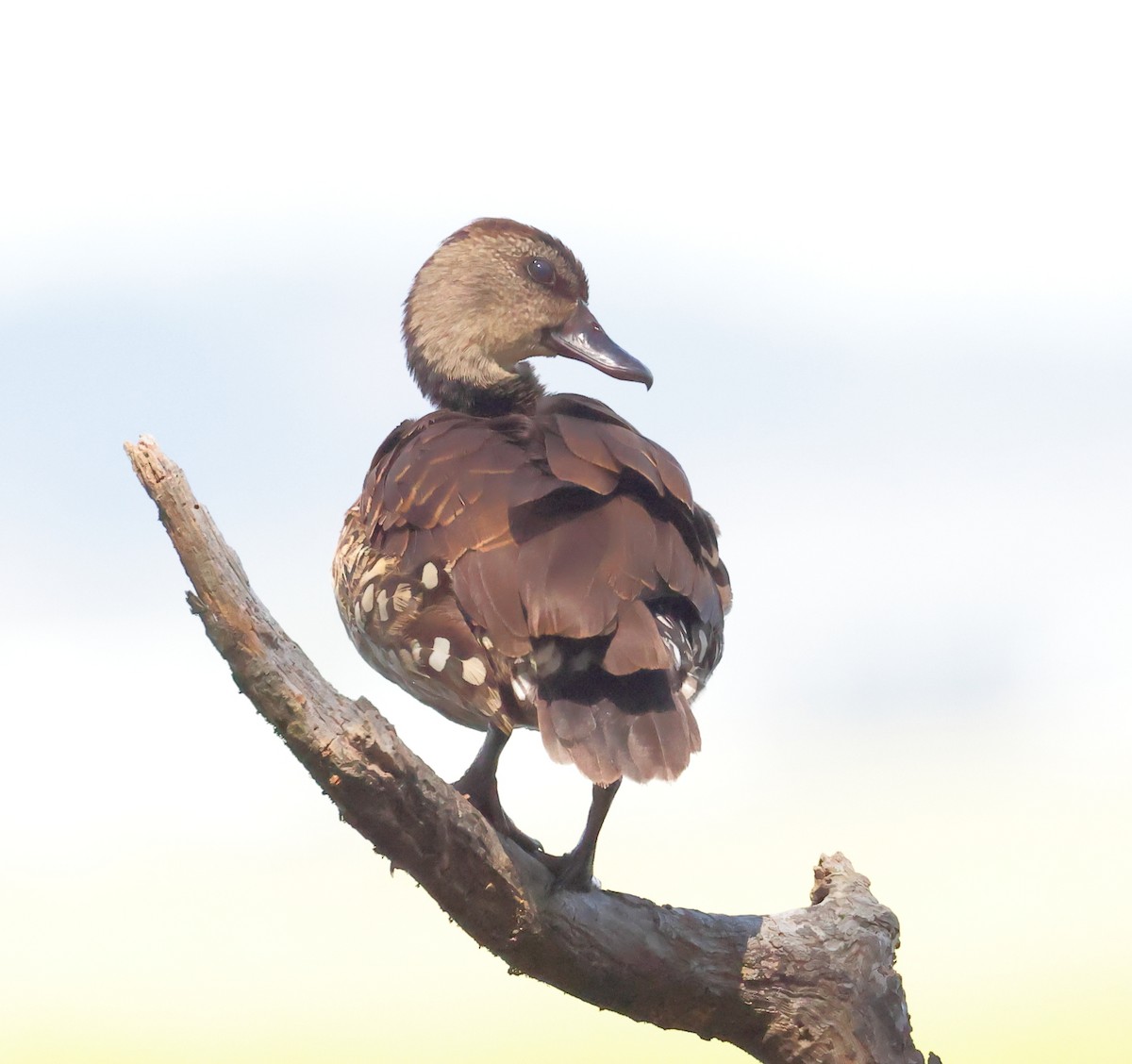 Spotted Whistling-Duck - ML640799315