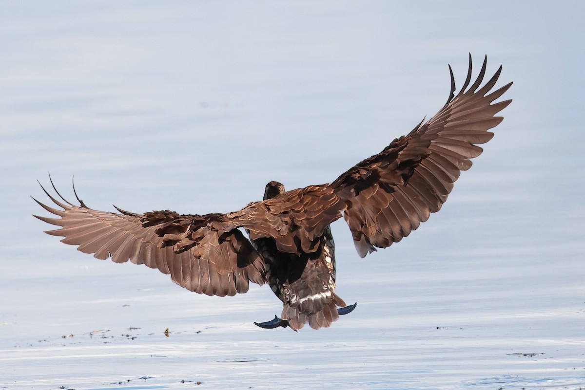 Spotted Whistling-Duck - ML640799316