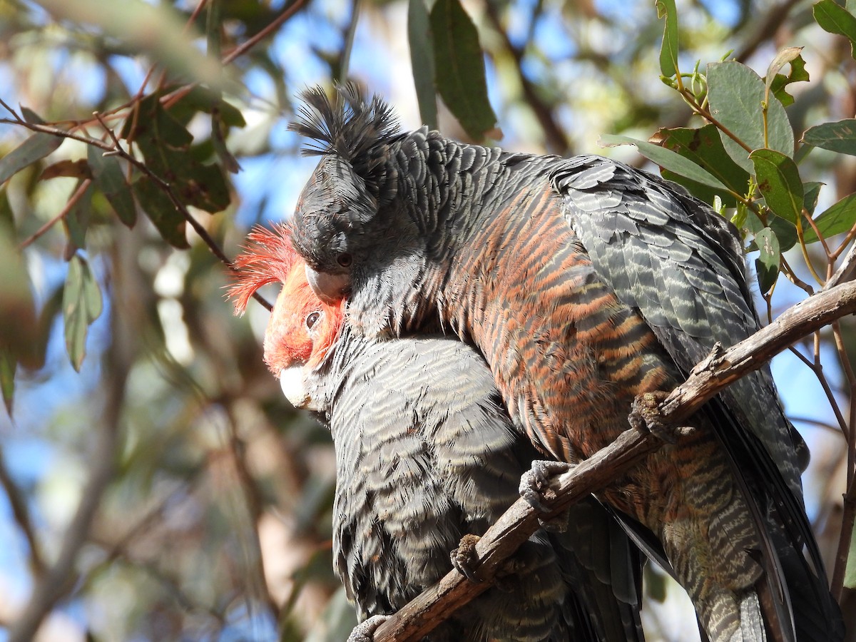 Gang-gang Cockatoo - ML640799335