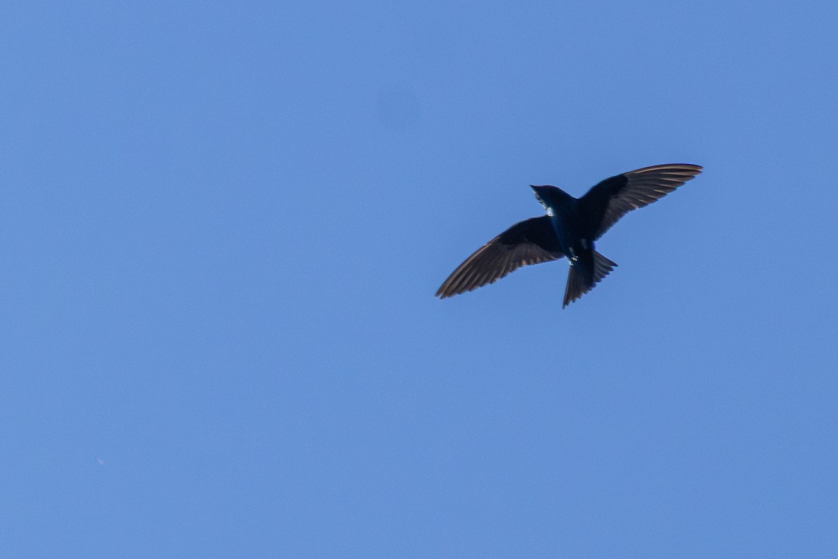 Purple Martin - ML640799344
