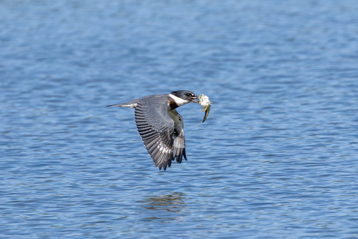 Belted Kingfisher - ML640799346