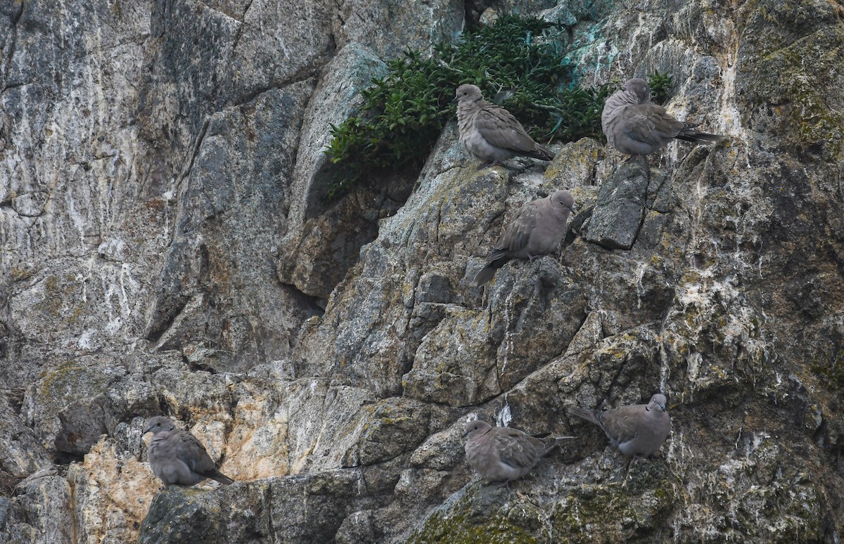 Eurasian Collared-Dove - ML640799361