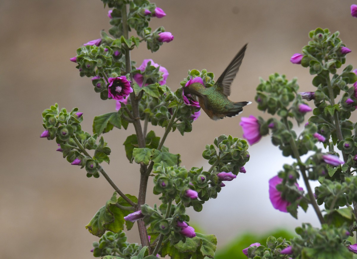 Rufous Hummingbird - ML640799374