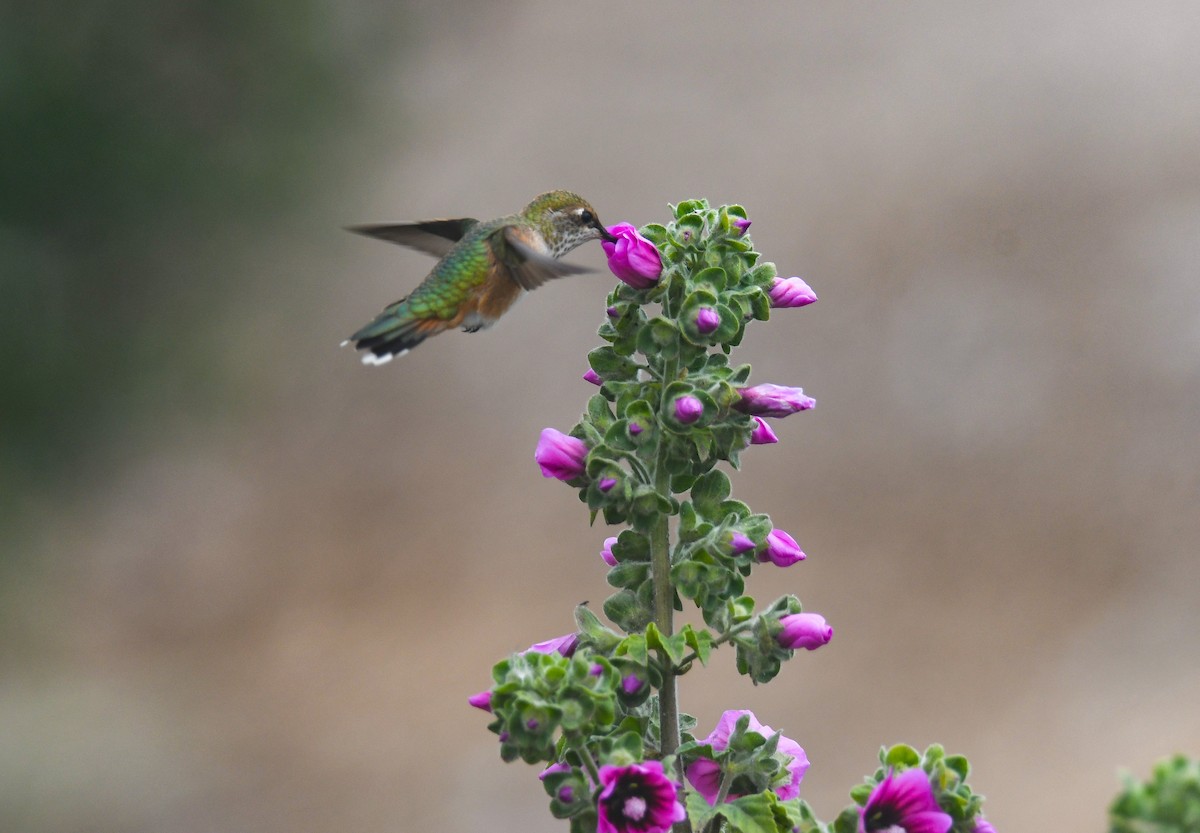 Rufous Hummingbird - ML640799376