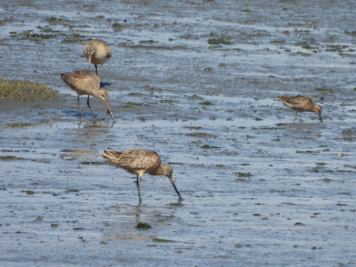 Marbled Godwit - ML640799409