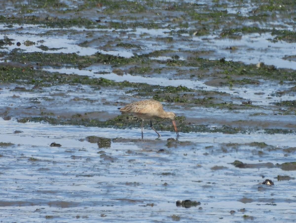 Marbled Godwit - ML640799410
