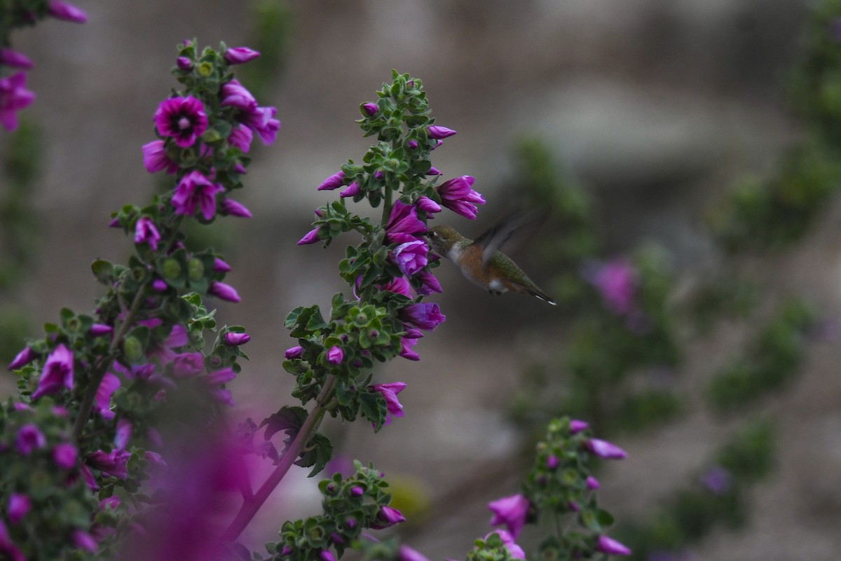 Rufous Hummingbird - ML640799424