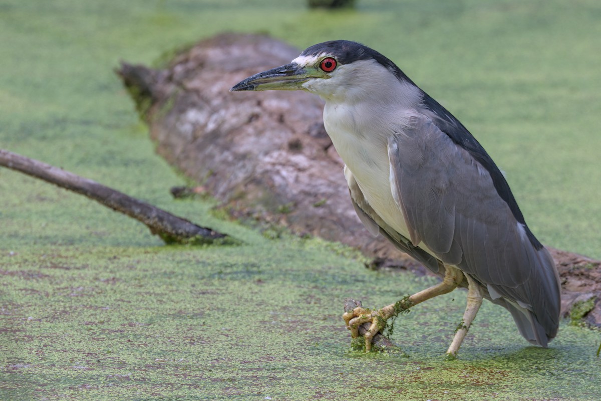 Black-crowned Night Heron - ML640799476