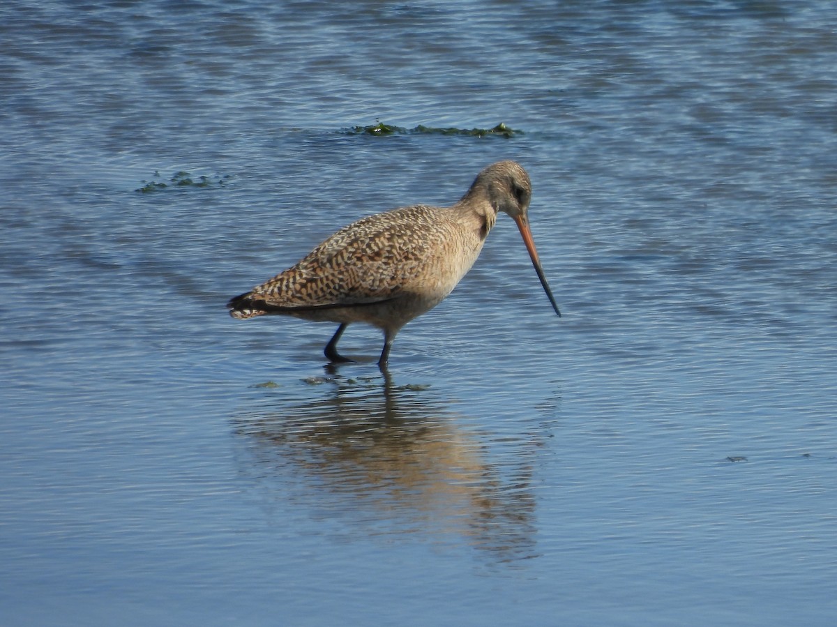 Marbled Godwit - ML640799546