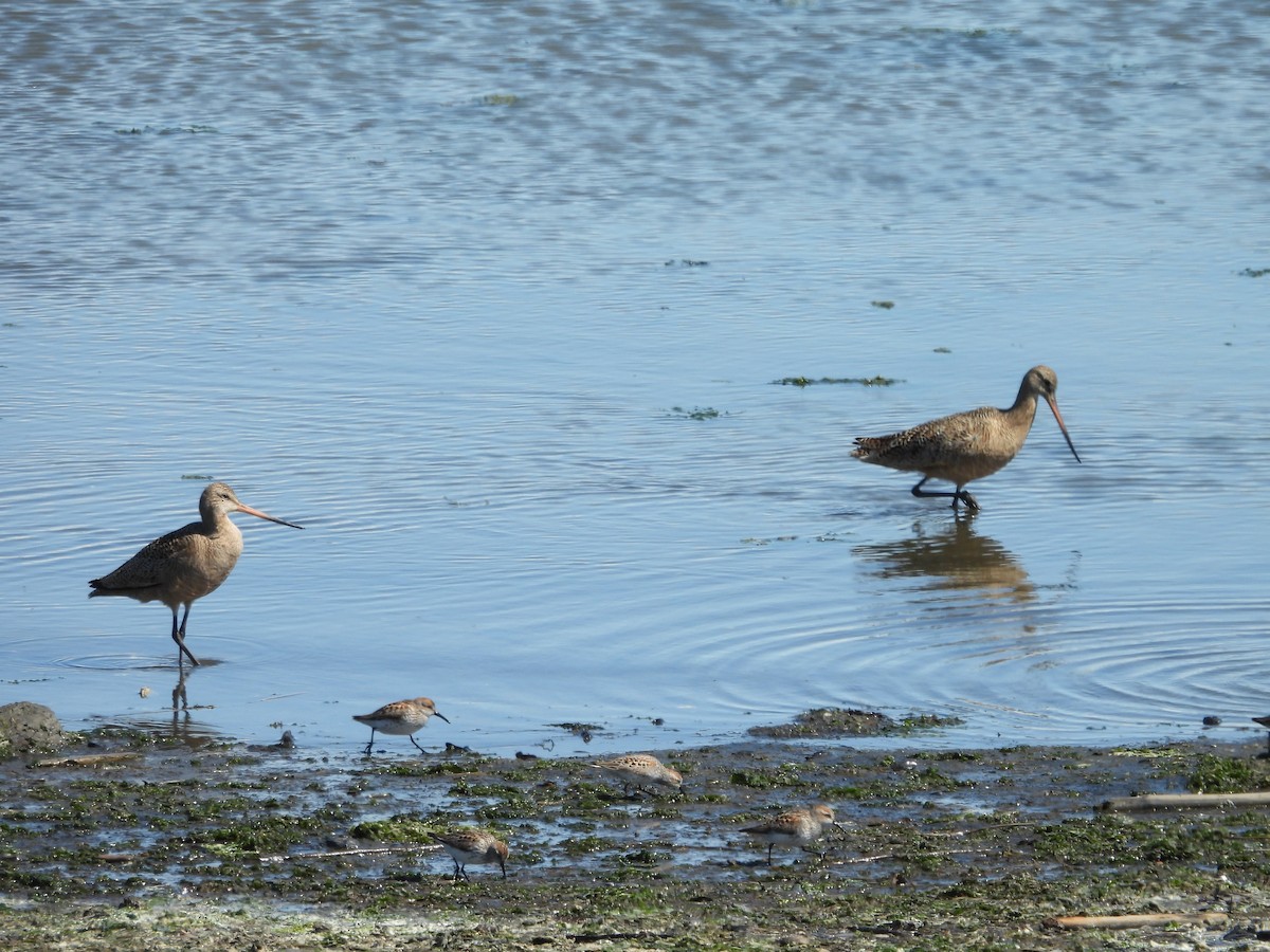 Marbled Godwit - ML640799547