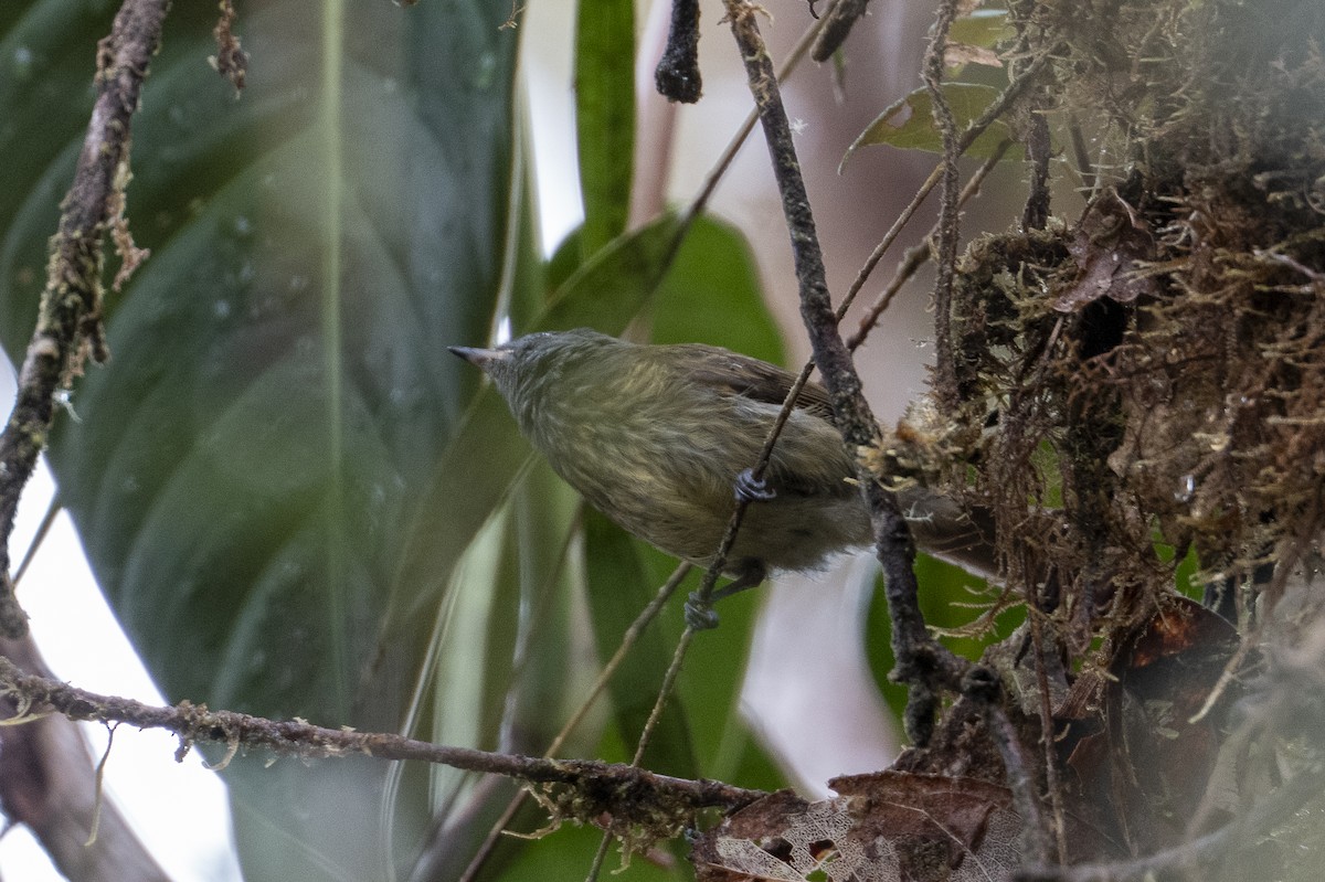 Streak-necked Flycatcher - ML640799591