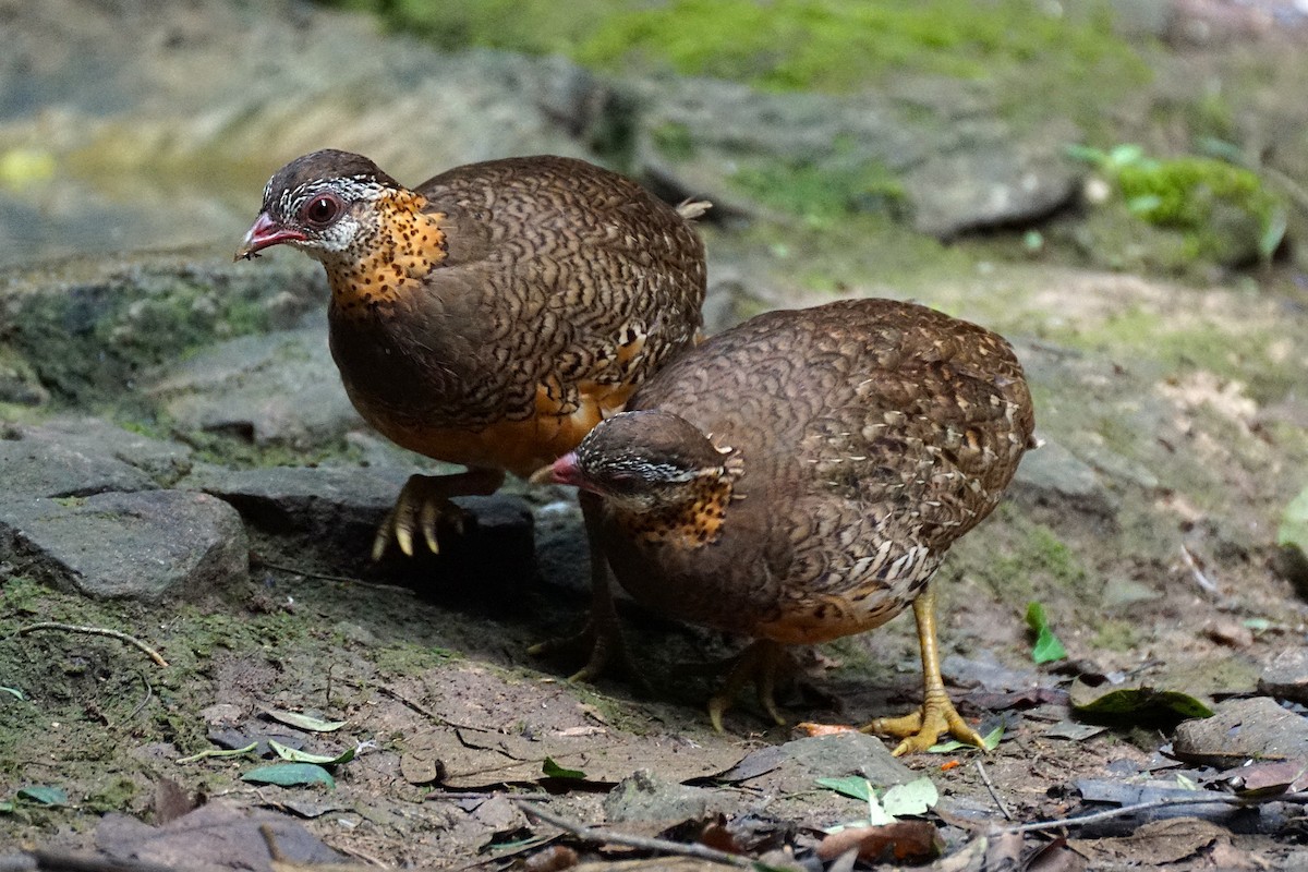 Scaly-breasted Partridge - ML640799617