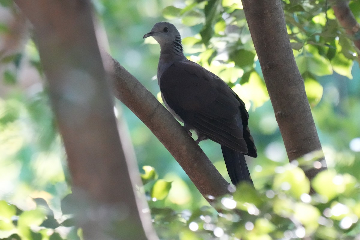 Nilgiri Wood-Pigeon - ML640799625