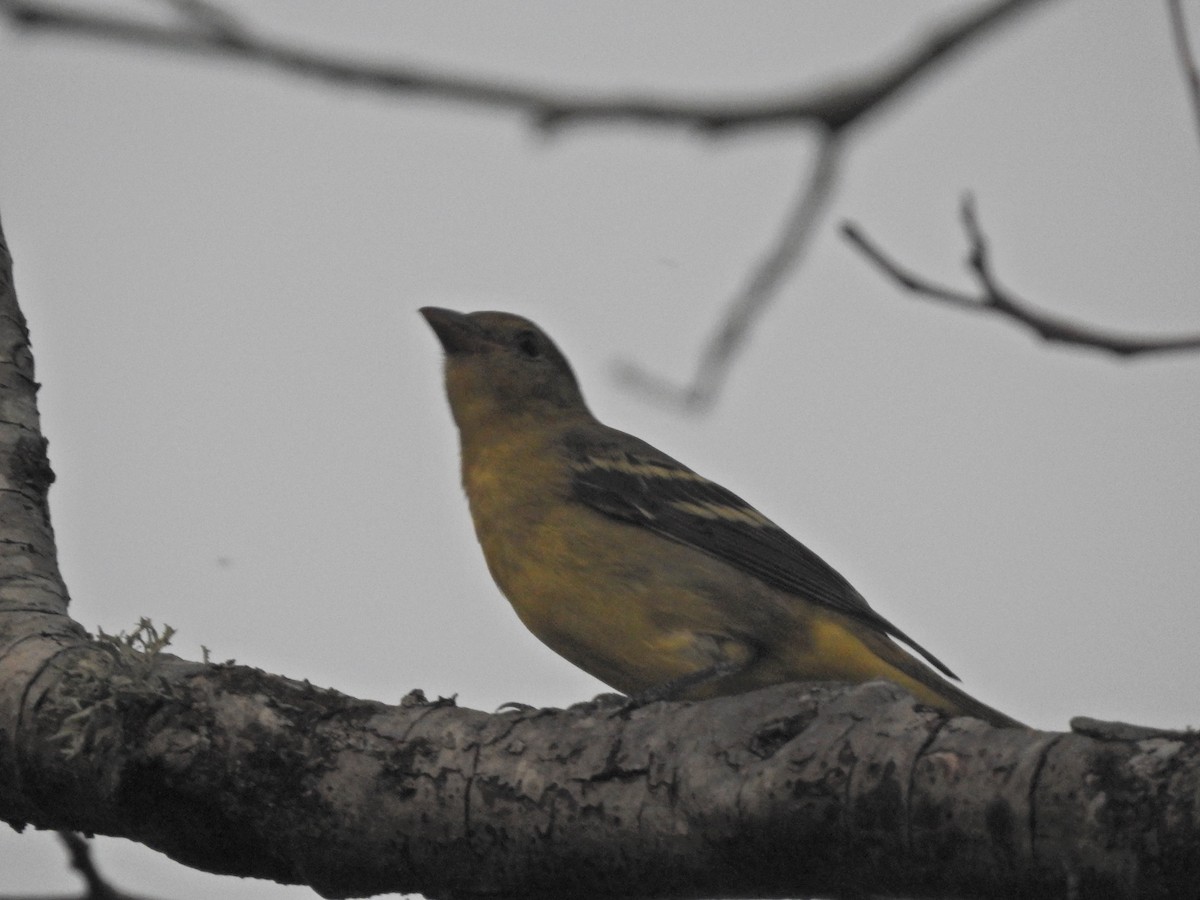 Western Tanager - ML640799651