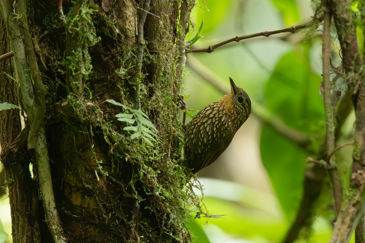 Spotted Barbtail - ML640799783