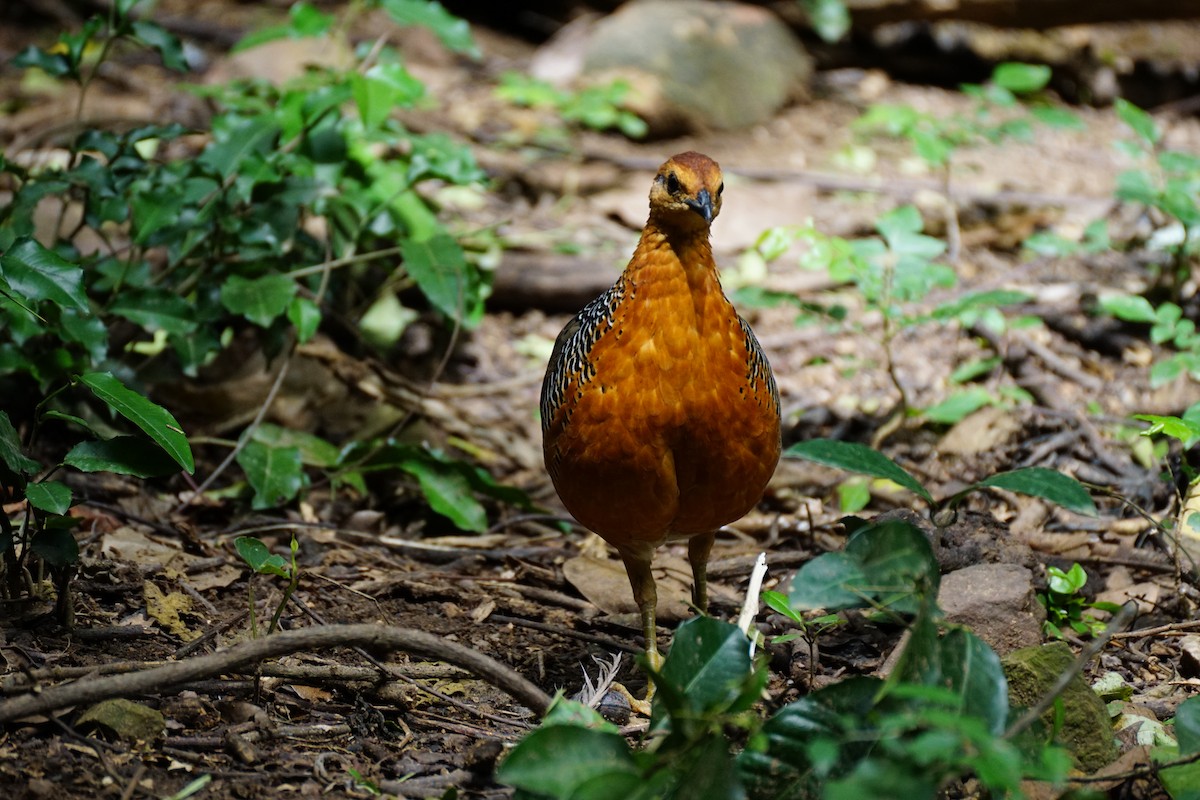 Ferruginous Partridge - ML640799866