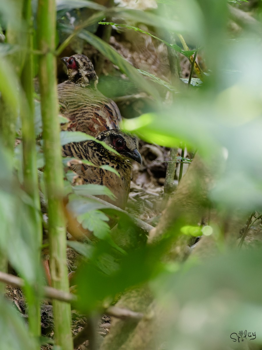 Bar-backed Partridge - ML640799883