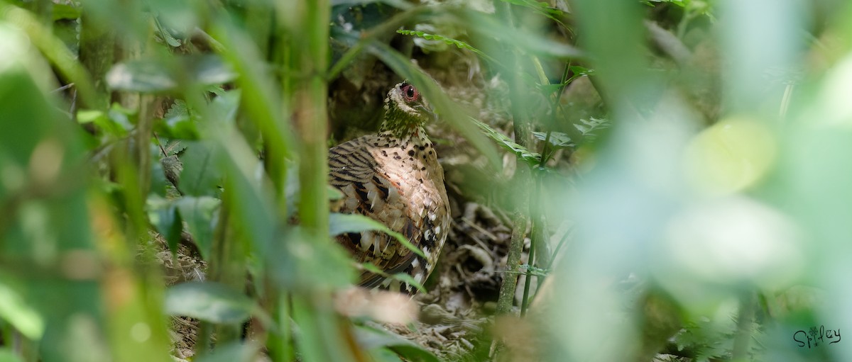 Bar-backed Partridge - ML640799885