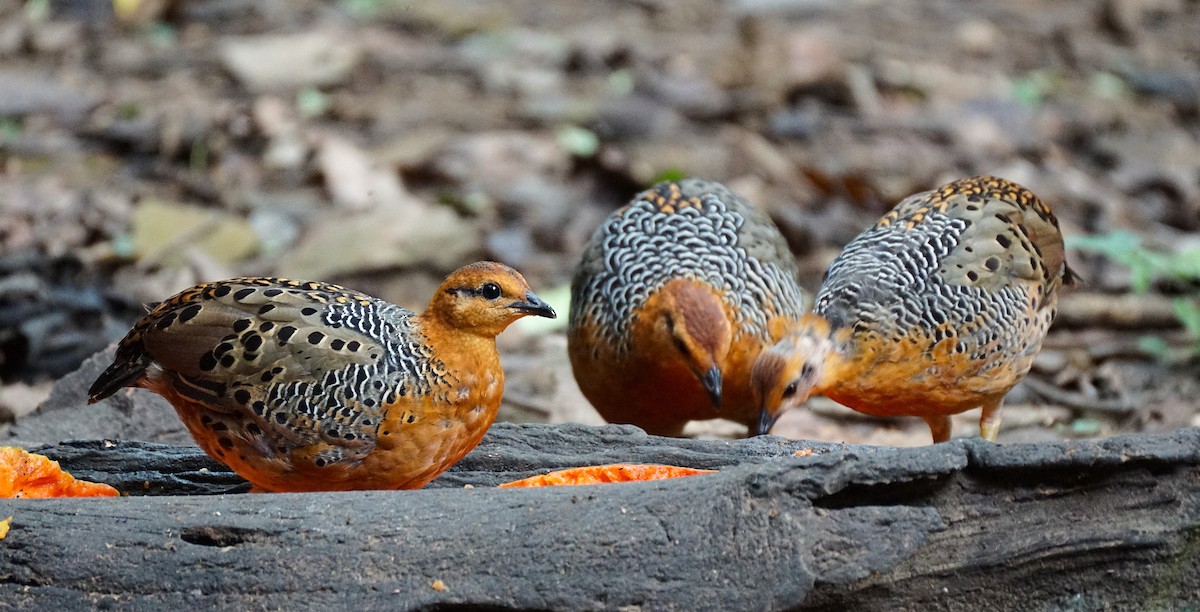 Ferruginous Partridge - ML640799901