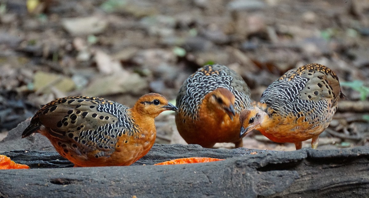Ferruginous Partridge - ML640799902